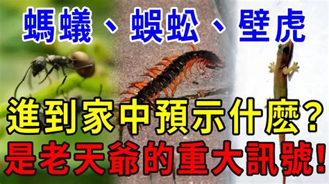 壁虎蛋風水|【壁虎 風水】壁虎進家惹財富 vs 凶兆？5大徵兆秒看。